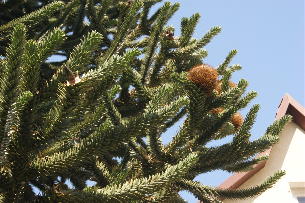 Araucaria araucana - Altdorf - 2014