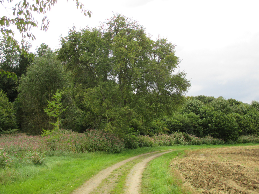 Pyrus communis - Ettenkirch - 2014