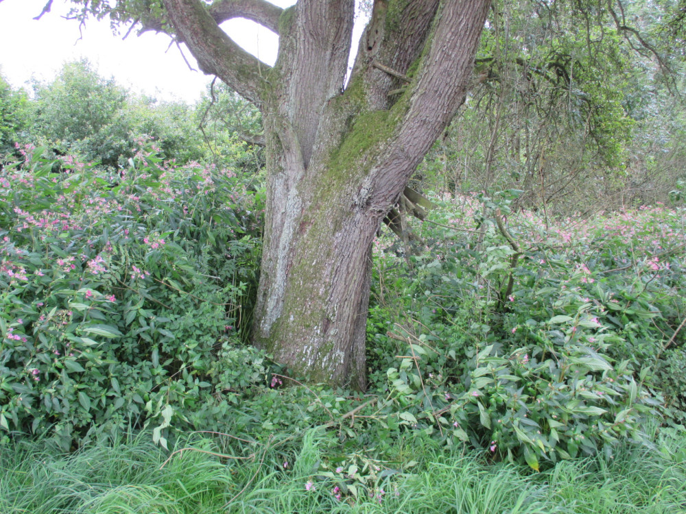Pyrus communis - Ettenkirch - 2014