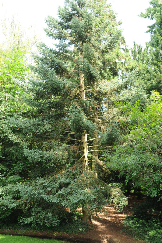 Abies pinsapo 'Glauca' - Stuttgart-Hohenheim - 2014