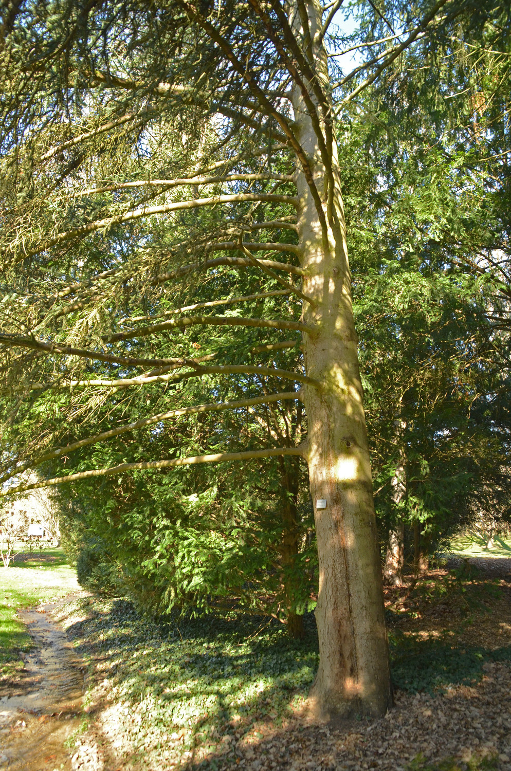 Abies pinsapo 'Glauca' - Stuttgart-Hohenheim - Febr. 2023