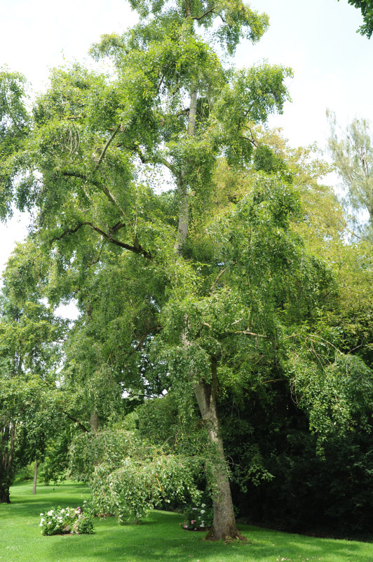Populus simonii - Stuttgart Hohenheim - 2014