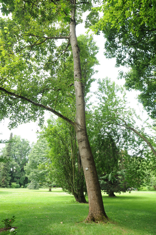 Populus maximowiczii - Stuttgart Hohenheim - 2014