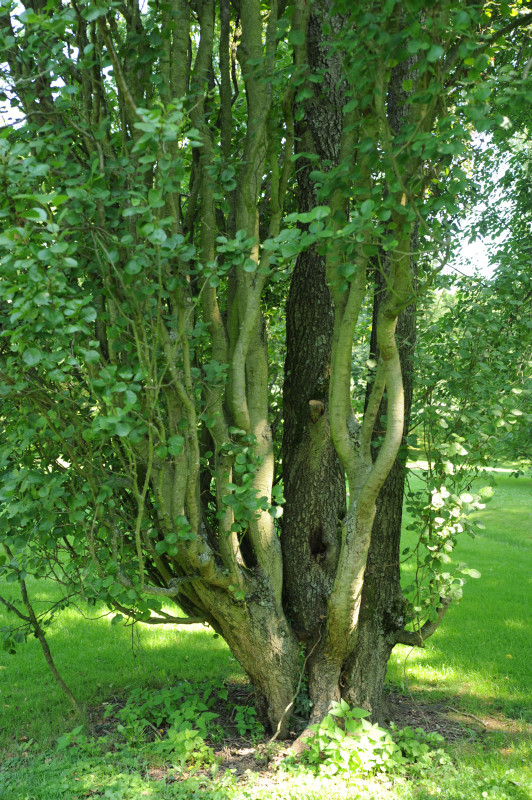 Alnus glutinosa 'Pyramidalis' - Stuttgart Hohenheim - 2014