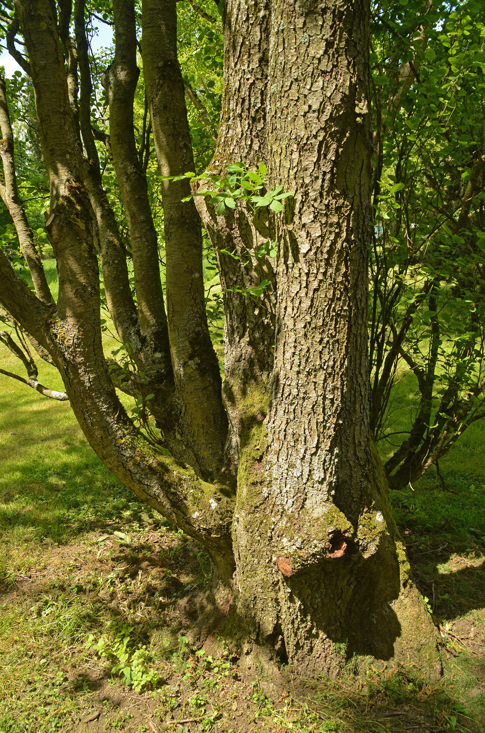 Alnus glutinosa 'Pyramidalis' - Stuttgart-Hohenheim - Mai 2023