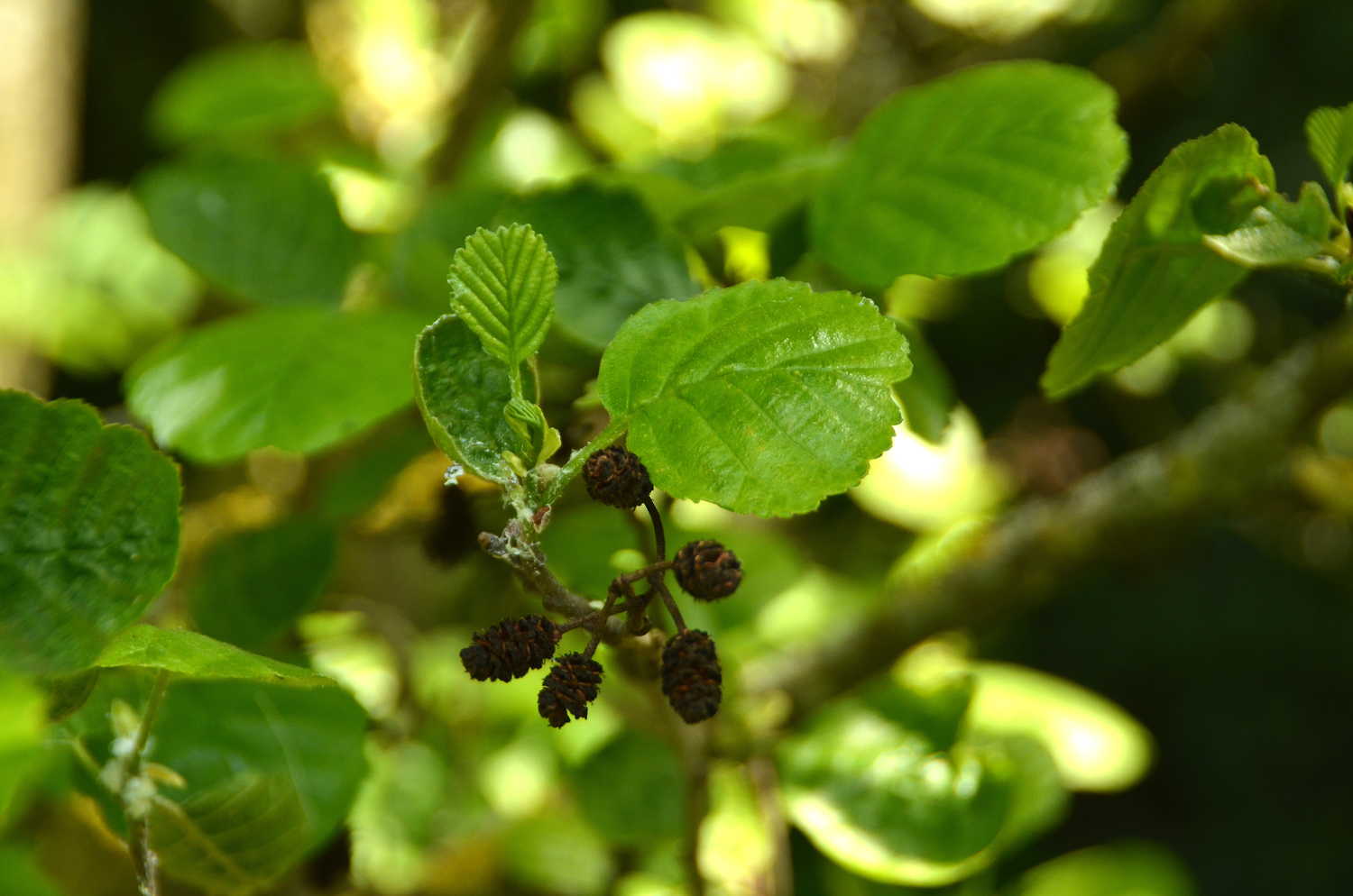 Alnus glutinosa 'Pyramidalis' - Stuttgart-Hohenheim - Mai 2023