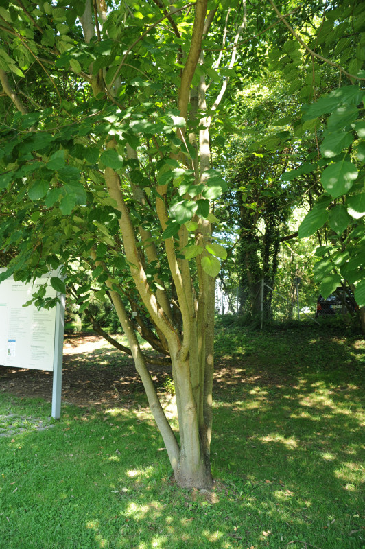 Hovenia dulcis - Stuttgart Hohenheim - 2014
