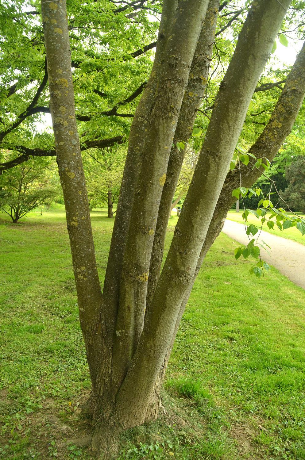 Hovenia dulcis - Stuttgart-Hohenheim - Mai 2023