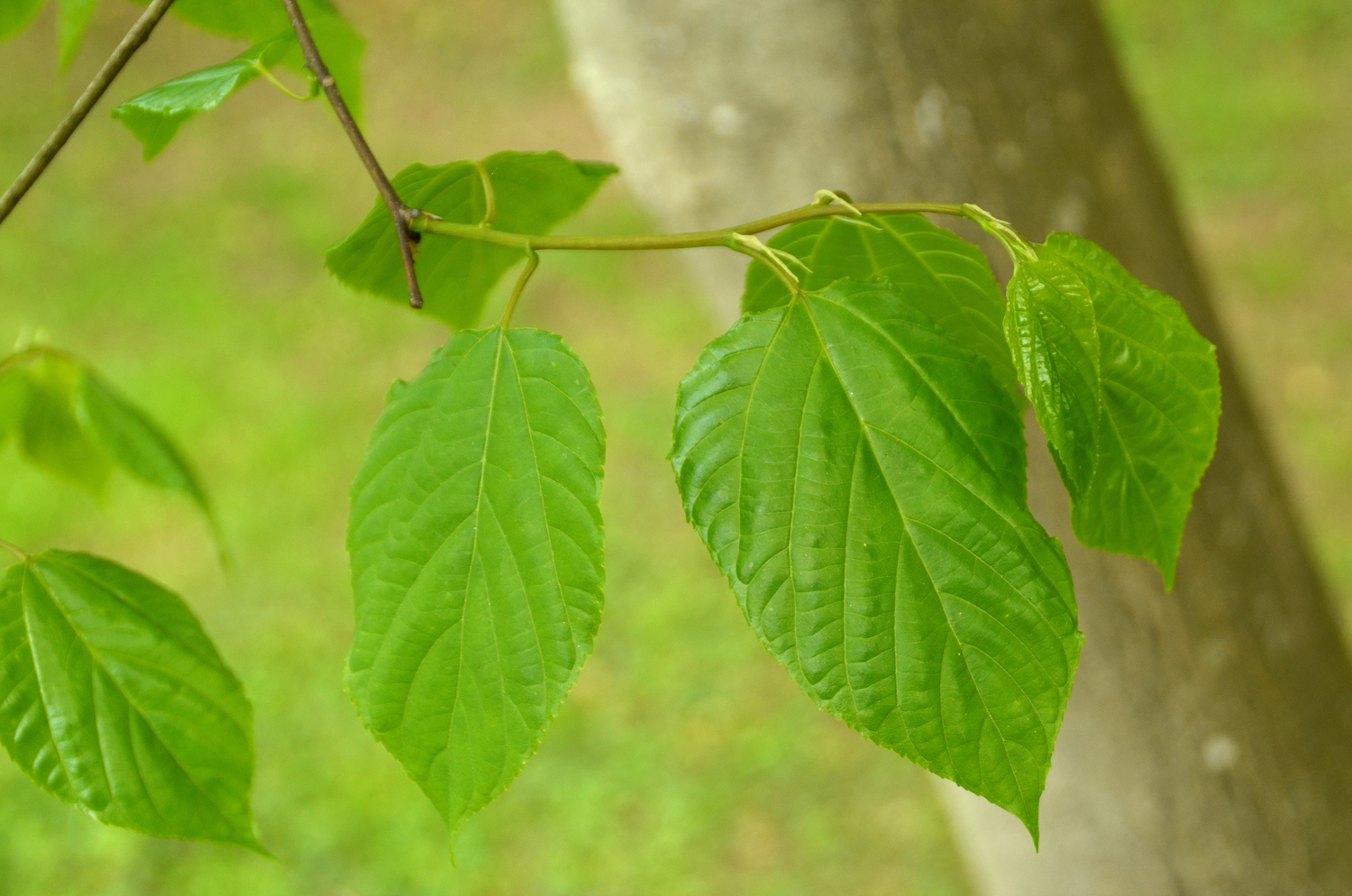 Hovenia dulcis - Stuttgart-Hohenheim - Mai 2023