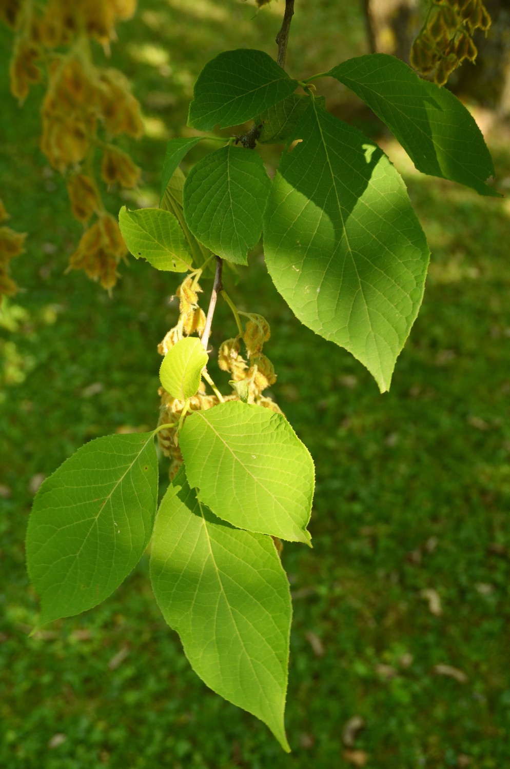 Pterostyrax hispida - Stuttgart-Hohenheim - 2022