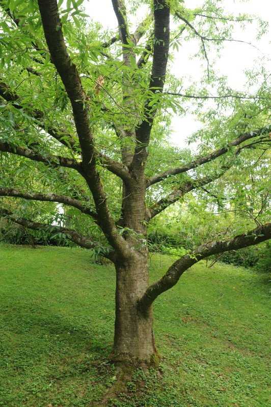 Quercus x schochiana - Stuttgart Hohenheim - 2014