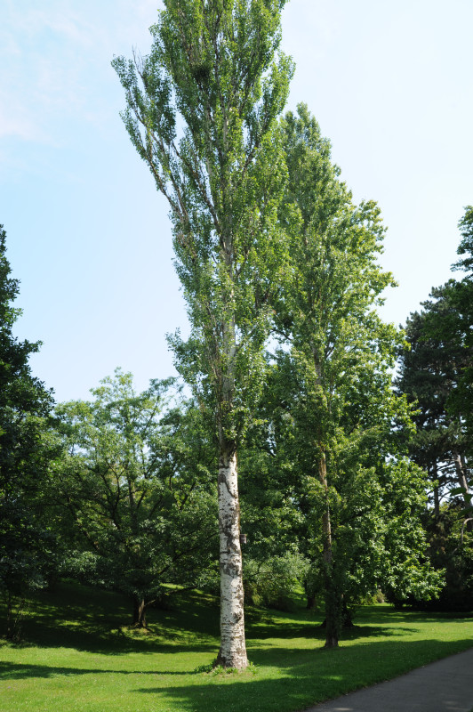 Populus alba 'Pyramidalis' - Stuttgart Hohenheim - 2014