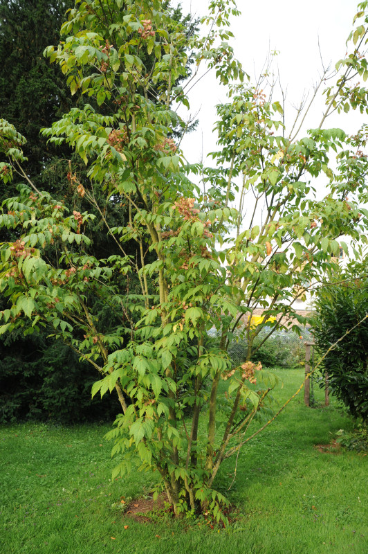 Dipteronia sinensis - Stuttgart Hohenheim - 2014