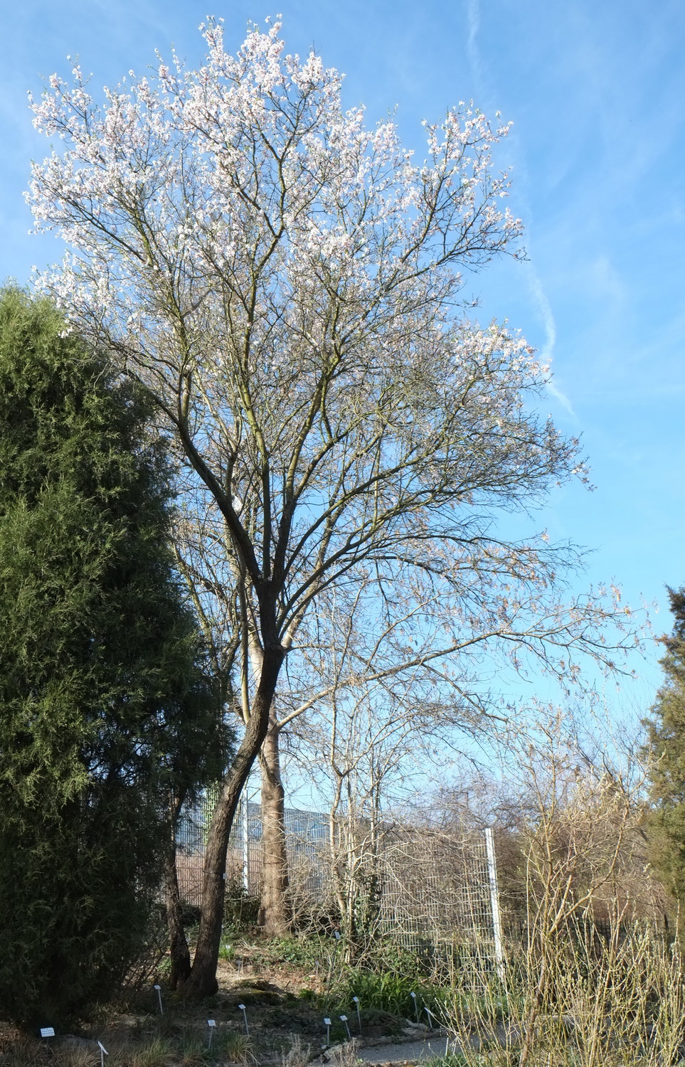 Prunus dulcis var. amara - Dresden Botanischer Garten - März 2014