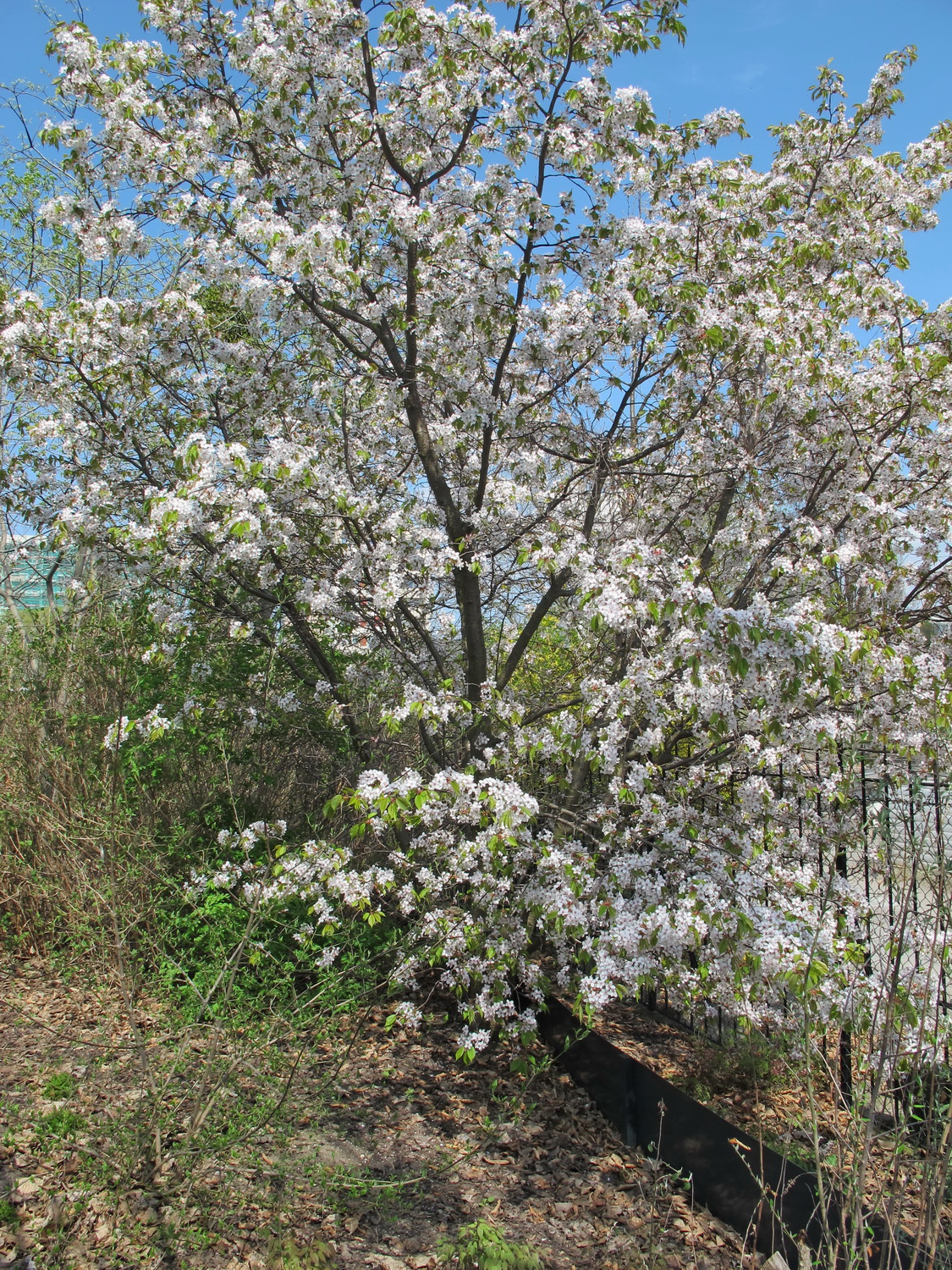 Prunus leveilleana - Dresden Botanischer Garten - April 2013