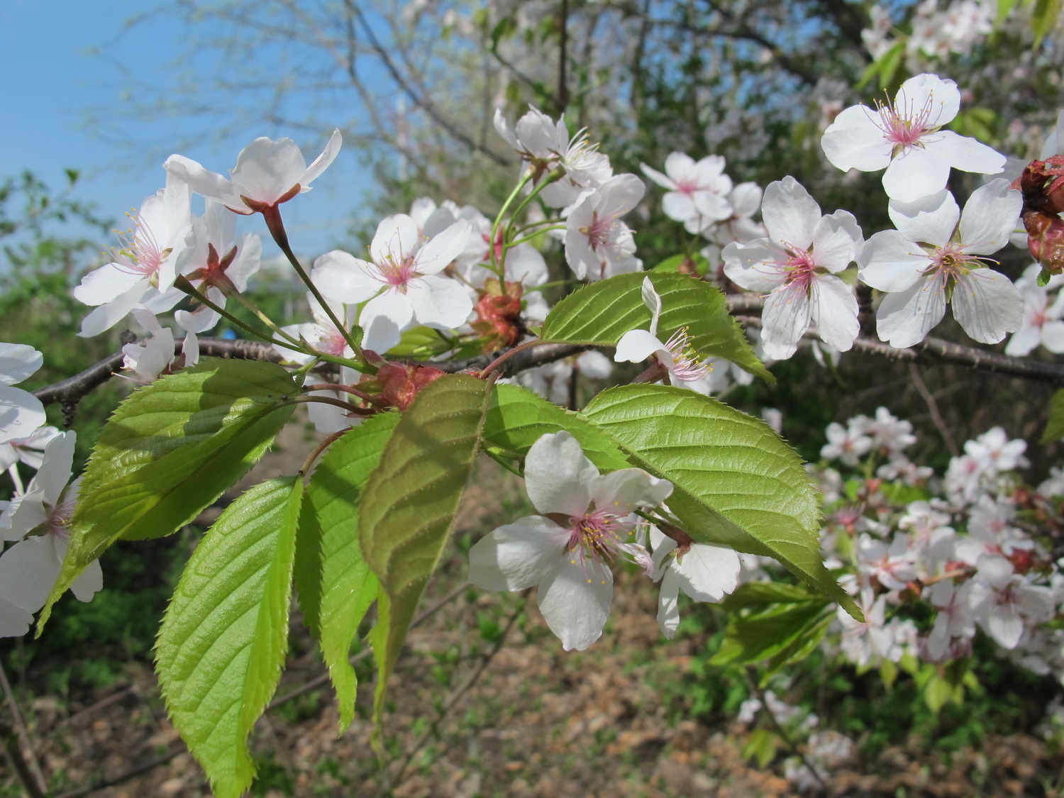 Prunus leveilleana - Dresden Botanischer Garten - April 2013