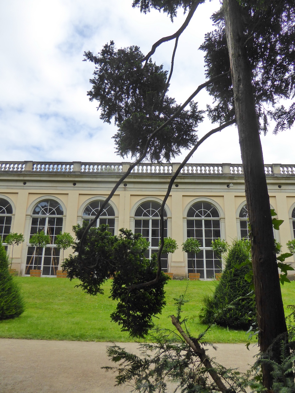 Chamaecyparis obtusa 'Filicoides' - Dresden-Pillnitz - August 2016