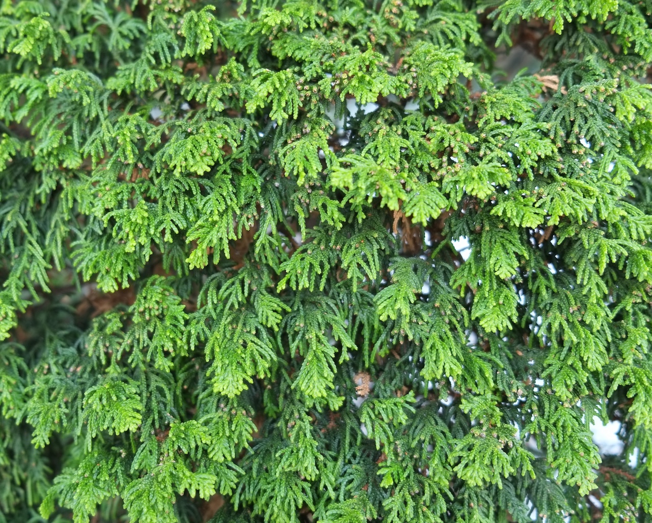 Chamaecyparis obtusa 'Filicoides' - Dresden-Pillnitz - 2014