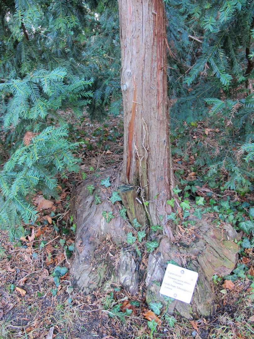 Chamaecyparis obtusa 'Filicoides' - Pillnitz - Dezember 2012
