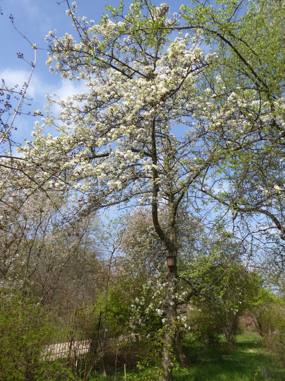 Pyrus calleryana - Dresden Botanischer Garten - April 2019