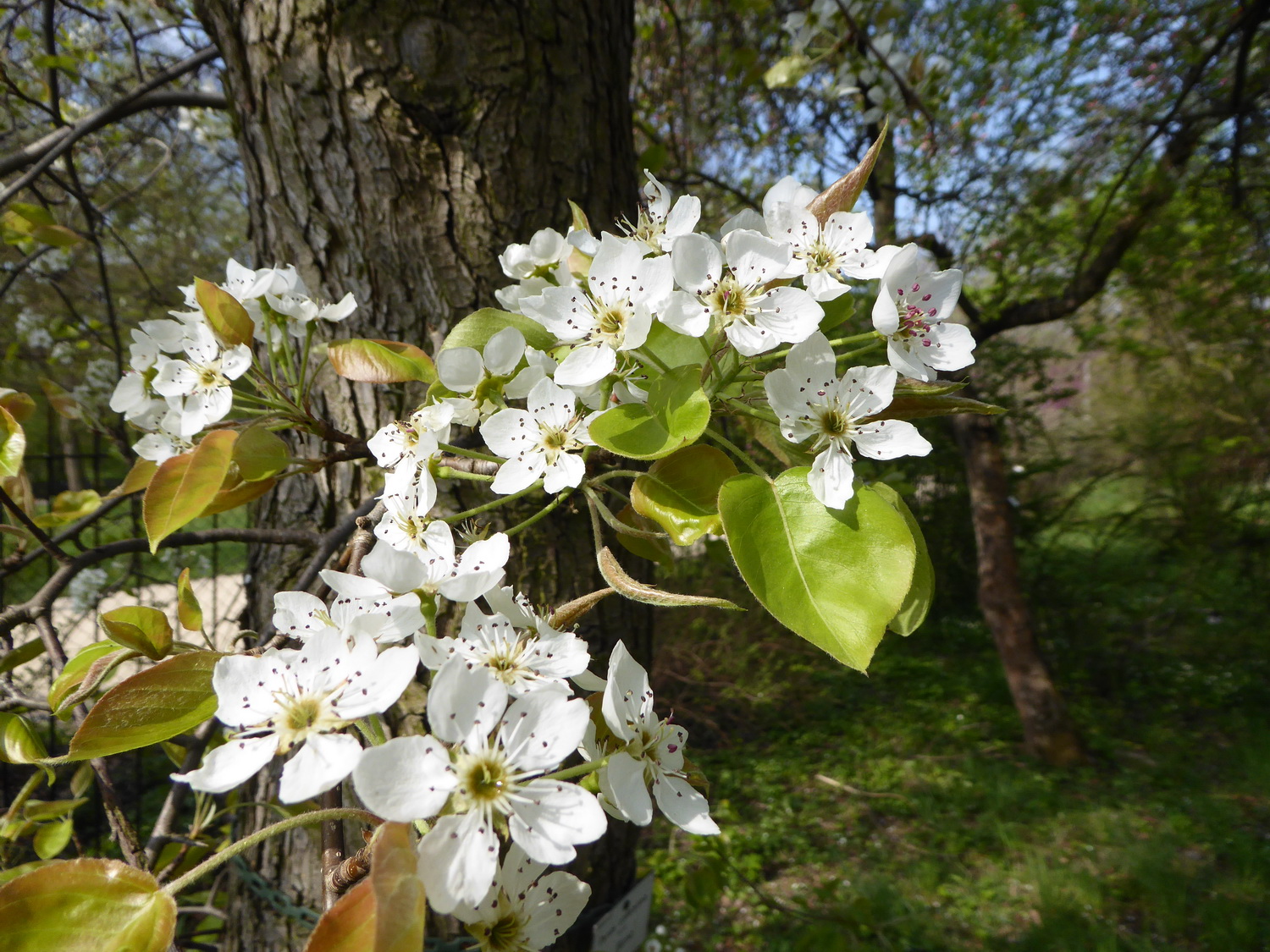 Pyrus calleryana - Dresden Botanischer Garten - April 2019