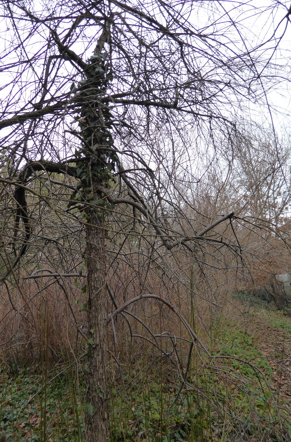 Pyrus salicifolia - Dresden Botanischer Garten - Januar 2023