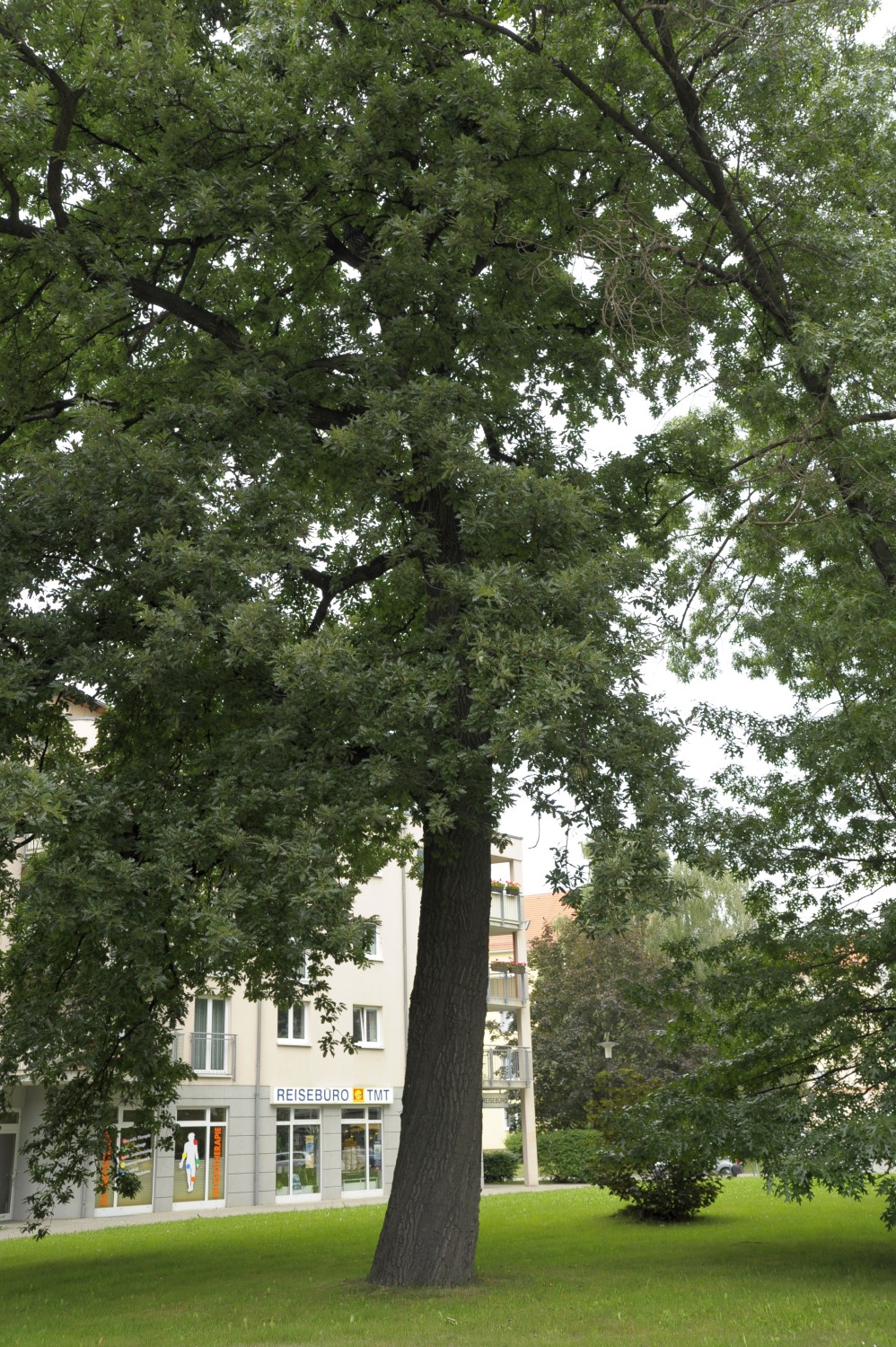 Quercus cerris - Dresden, Stephanienplatz - 2009