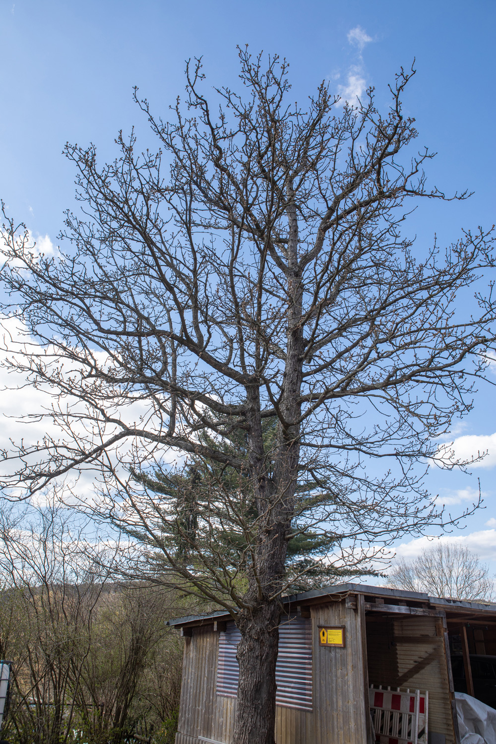 Persische Eiche - Wechselburg - 26.04.2021