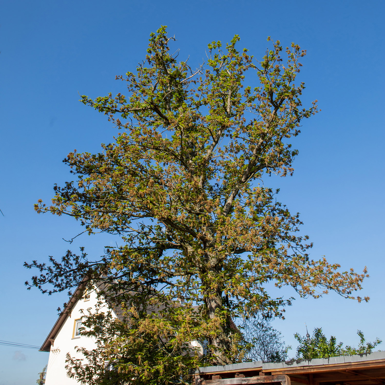 Persische Eiche - Wechselburg - 30.05.2021