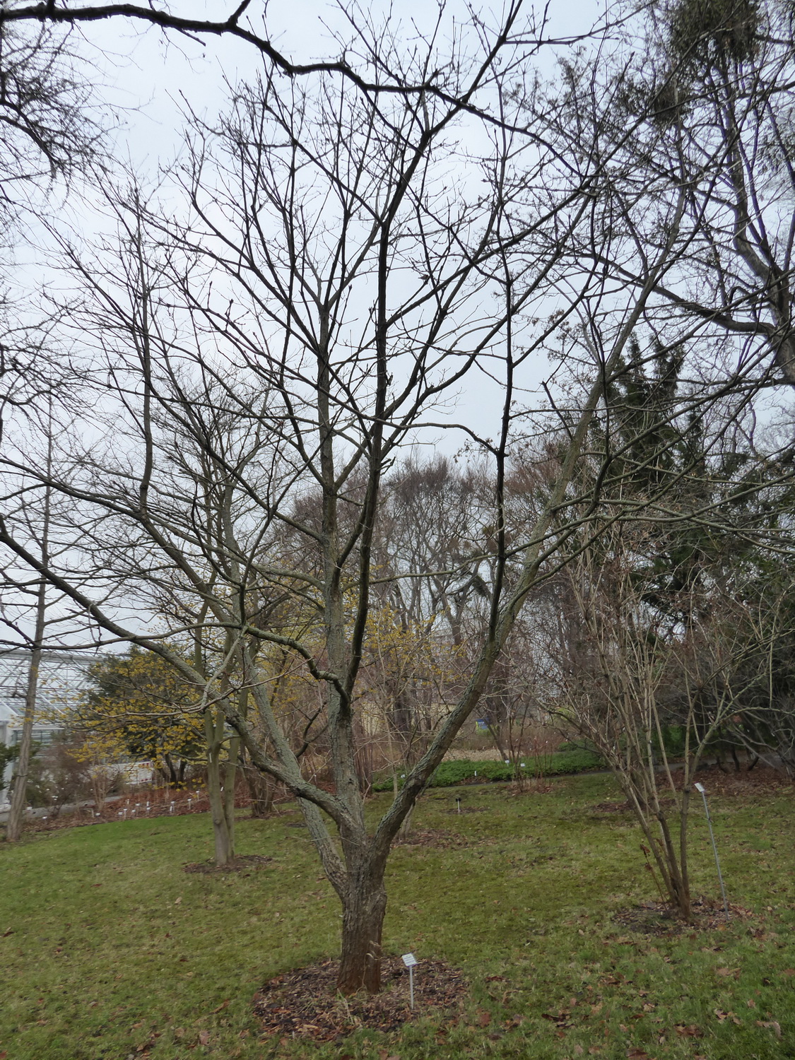 Quercus mongolica subsp. crispula - Dresden Botanischer Garten - Februar 2023