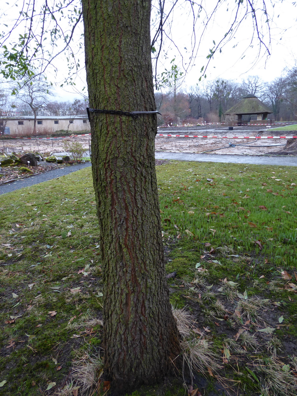 Quercus nigra - Dresden Botanischer Garten - Februar 2023