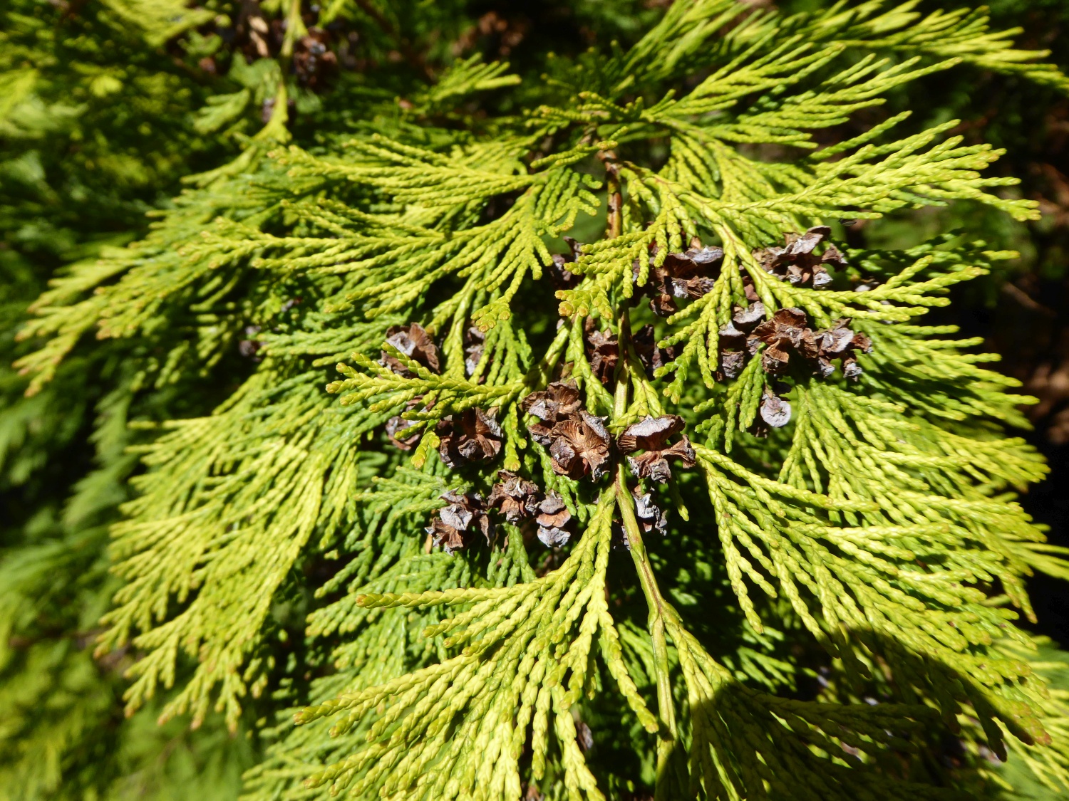 Chamaecyparis lawsonianaa 'Lutea' - Dresden-Pillnitz - April 2016