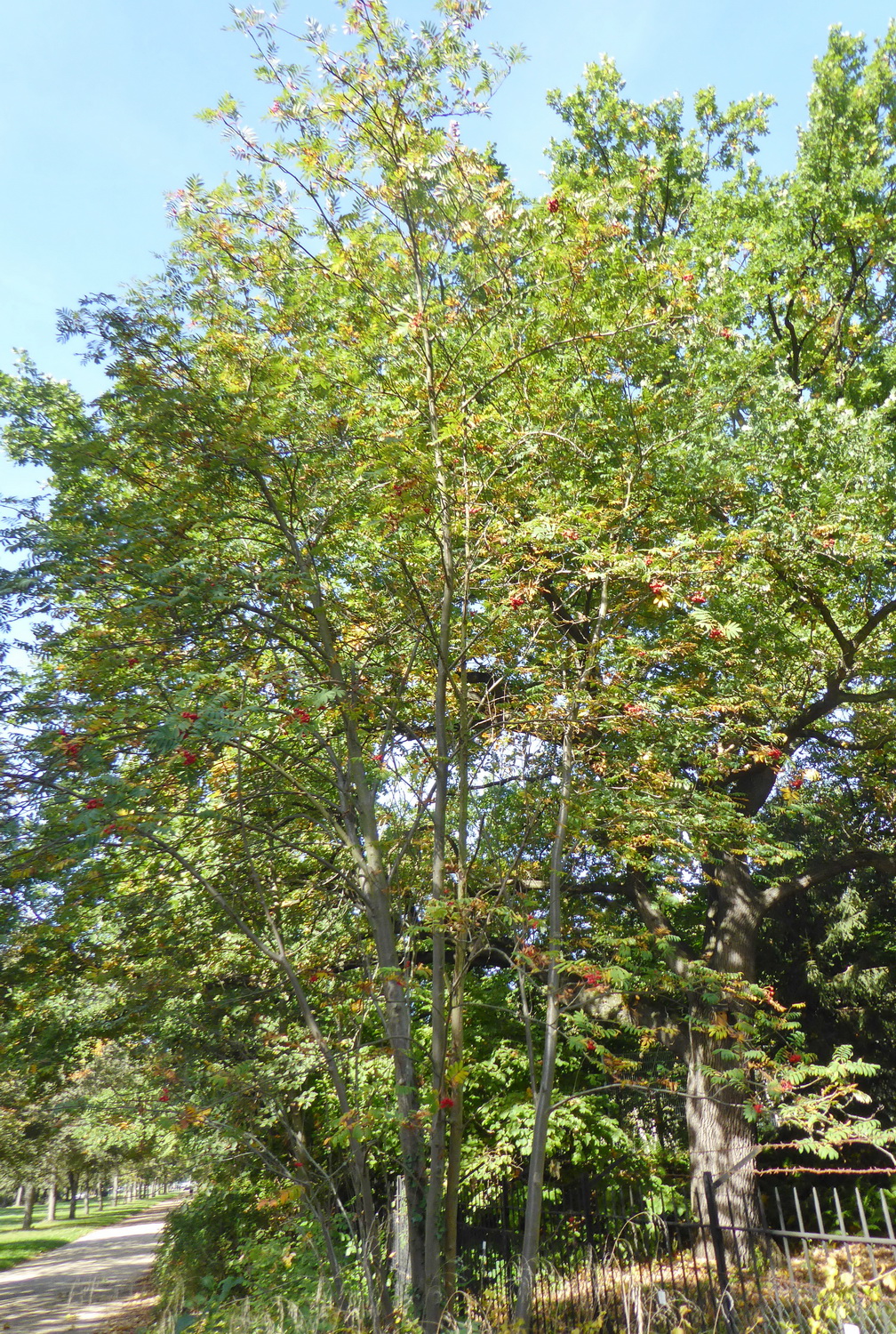 Sorbus aucuparia subsp. glabrata - Dresden Botanischer Garten - Oktober 2021