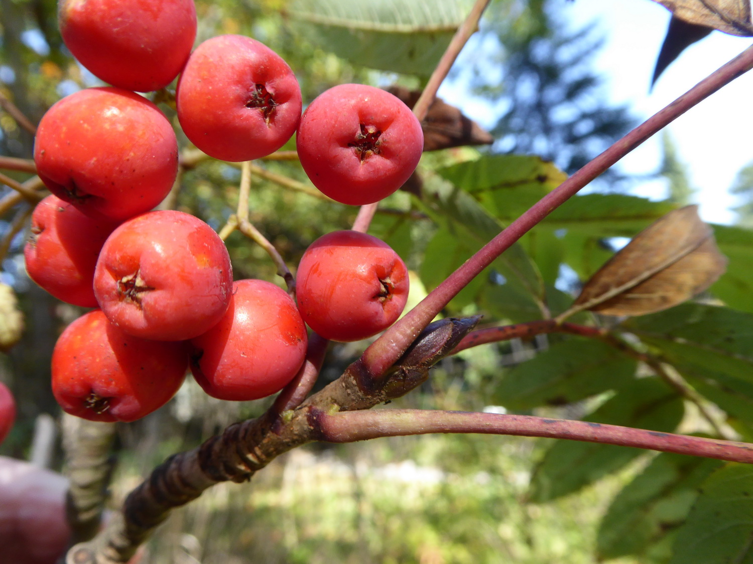 Sorbus aucuparia subsp. glabrata - Dresden Botanischer Garten - Oktober 2021