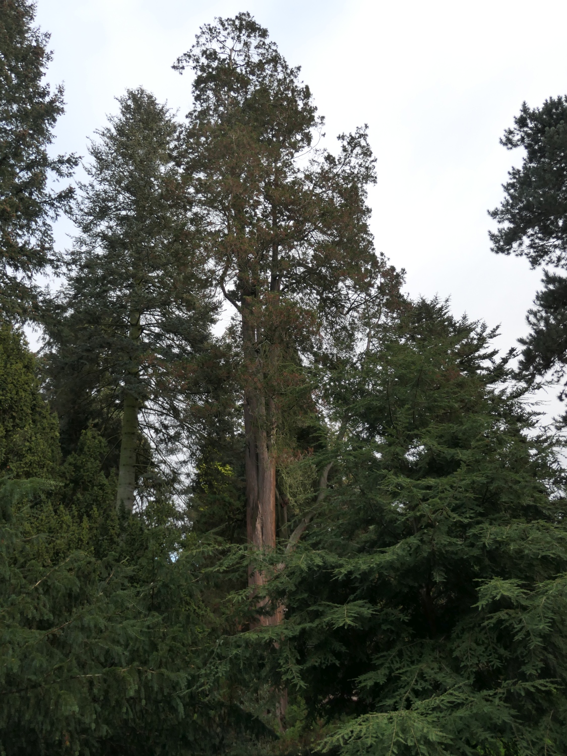 Chamaecyparis pisifera 'Plumosa' - Dresden-Pillnitz - Dezember 2012