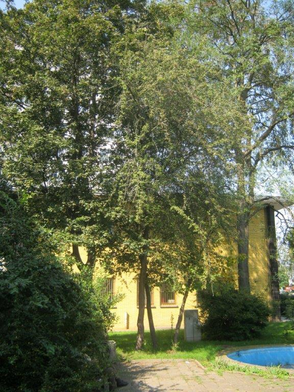 + Crataegomespilus dardarii - Gera - 2014