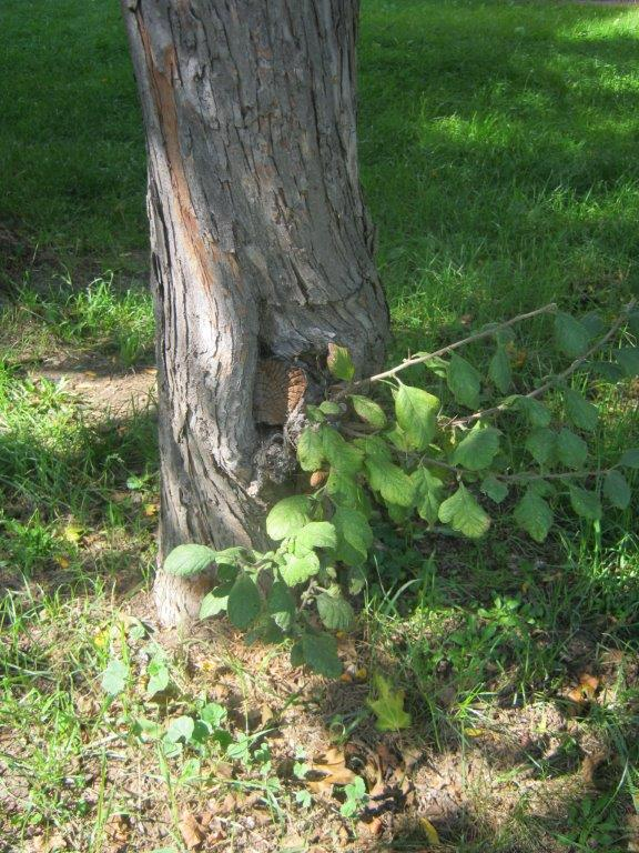 + Crataegomespilus dardarii - Gera - 2014