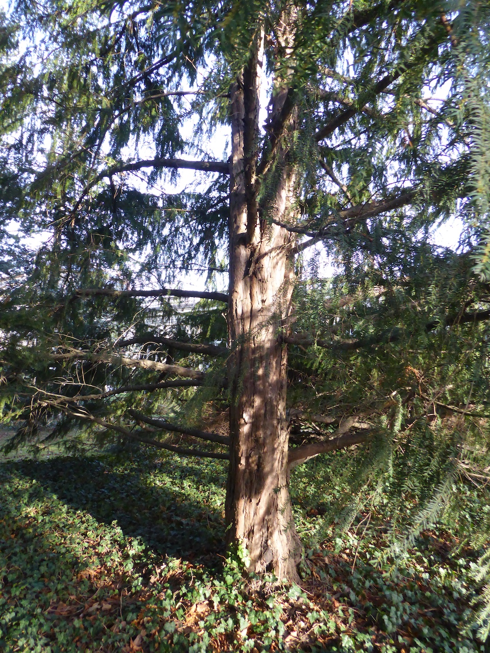 Taxus baccata 'Dovastoniana' - Dresden-Pillnitz - Dezember 2019