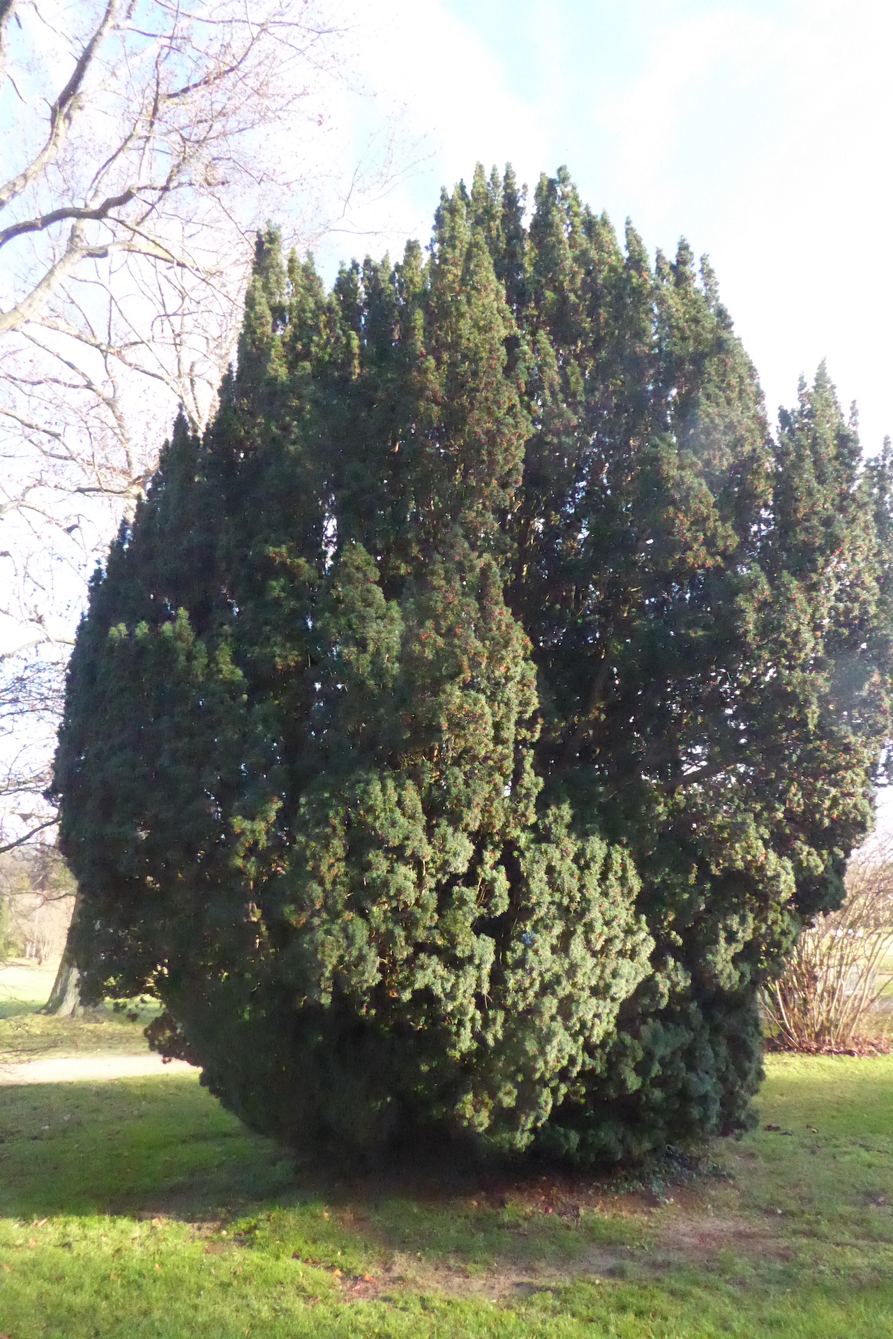 Taxus baccata 'Overeynderi' - Dresden - Dezember 2022