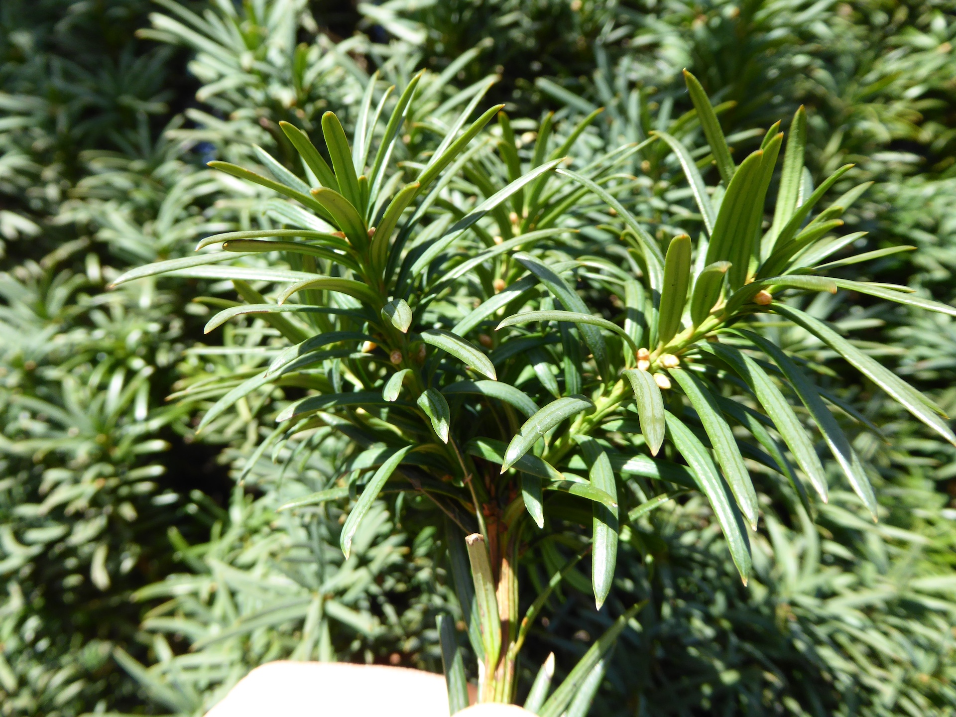 Taxus baccata 'Overeynderi' - Dresden - Dezember 2022