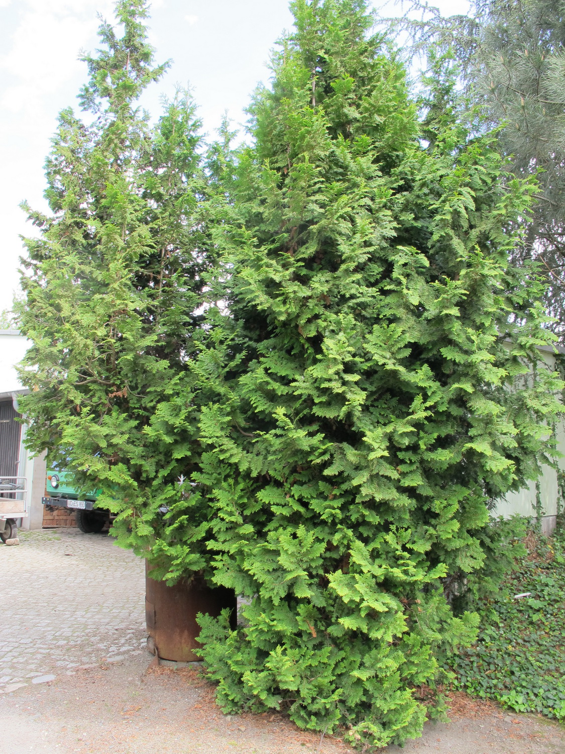 Thuja occidentalis 'Filicoides' - Dresden Botanischer Garten - Mai 2013