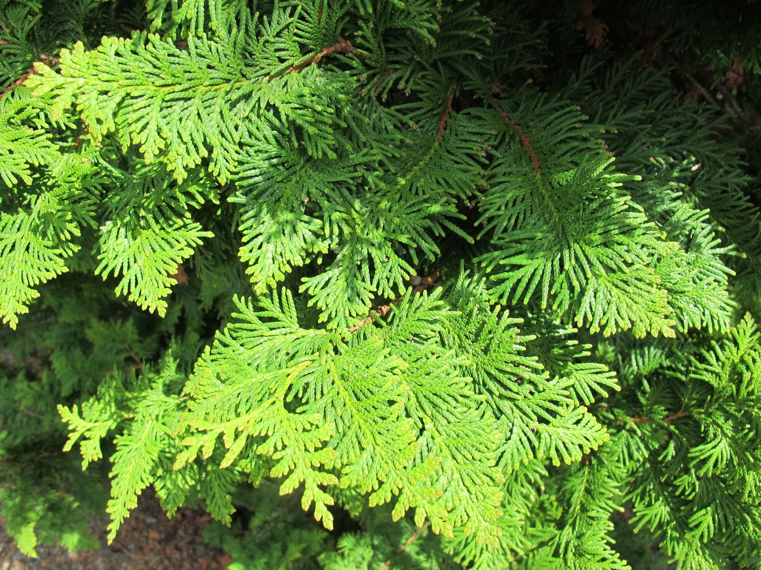 Thuja occidentalis 'Filicoides' - Dresden Botanischer Garten - Mai 2013