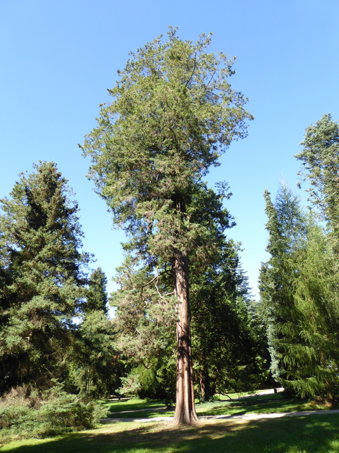 Chamaecyparis pisifera 'Squarrosa' - Dresden-Pillnitz - August 2016
