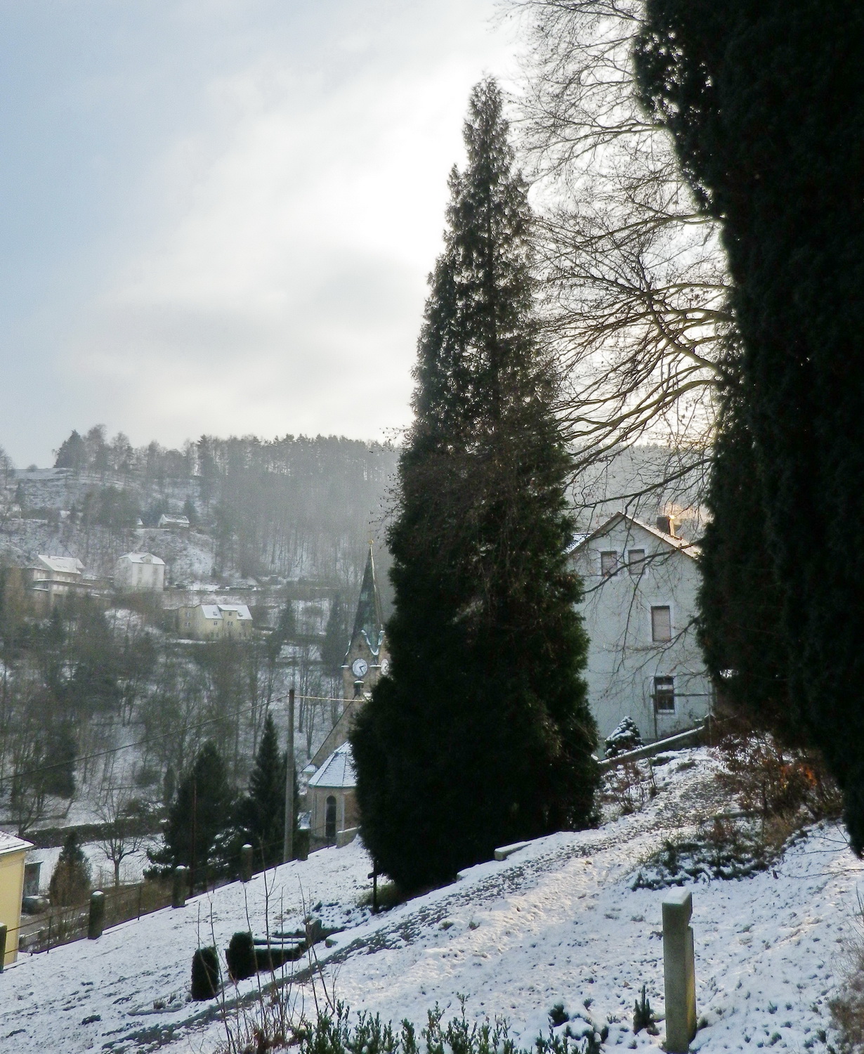 Thuja plicata 'Atrovirens' - Königstein - Januar 2014