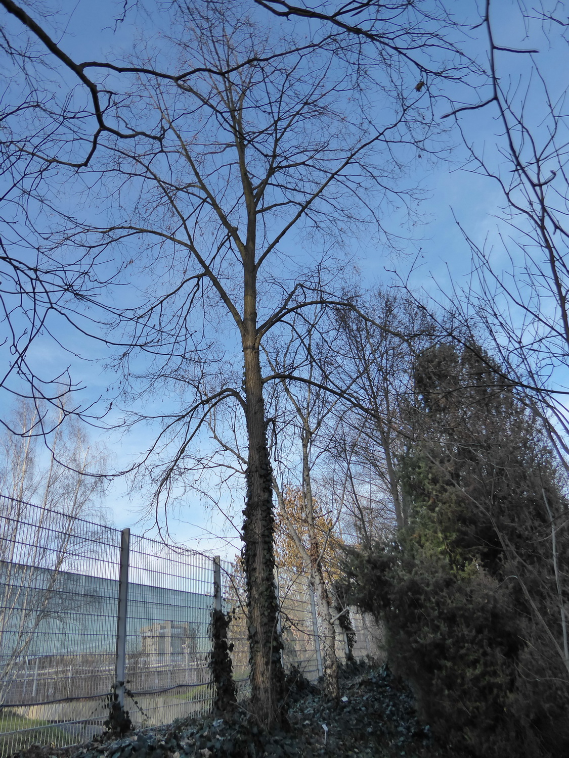 Tilia dasystyla - Dresden Botanischer Garten - Januar 2023