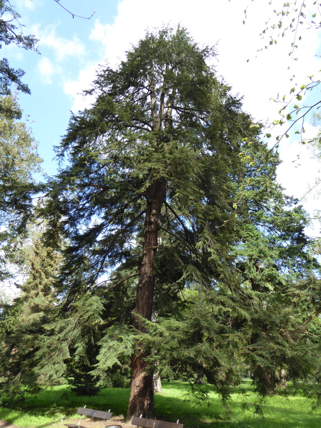 Tsuga canadensis - Dresden-Pillnitz - April 2016