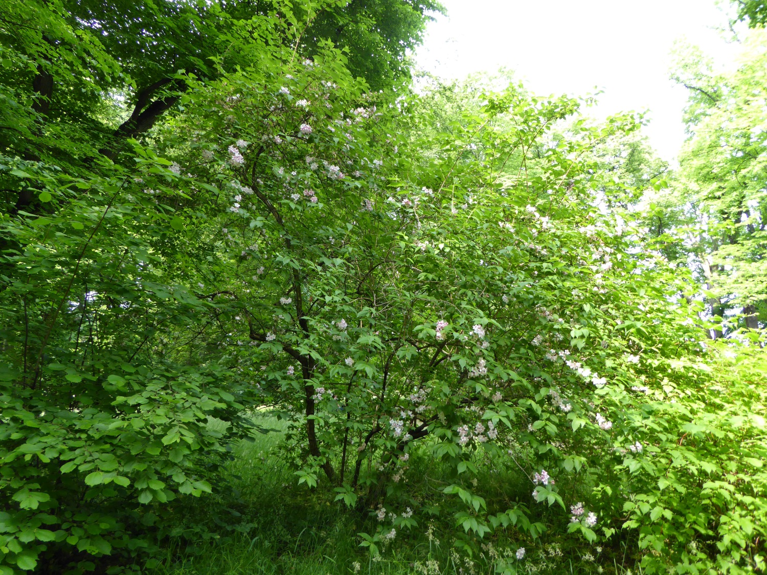 Weigela florida - Dresden-Pillnitz - Mai 2016