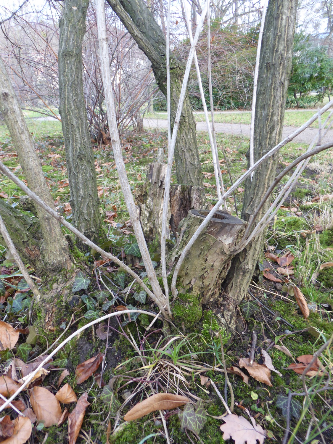 Weigela florida - Dresden-Pillnitz - Januar 2020