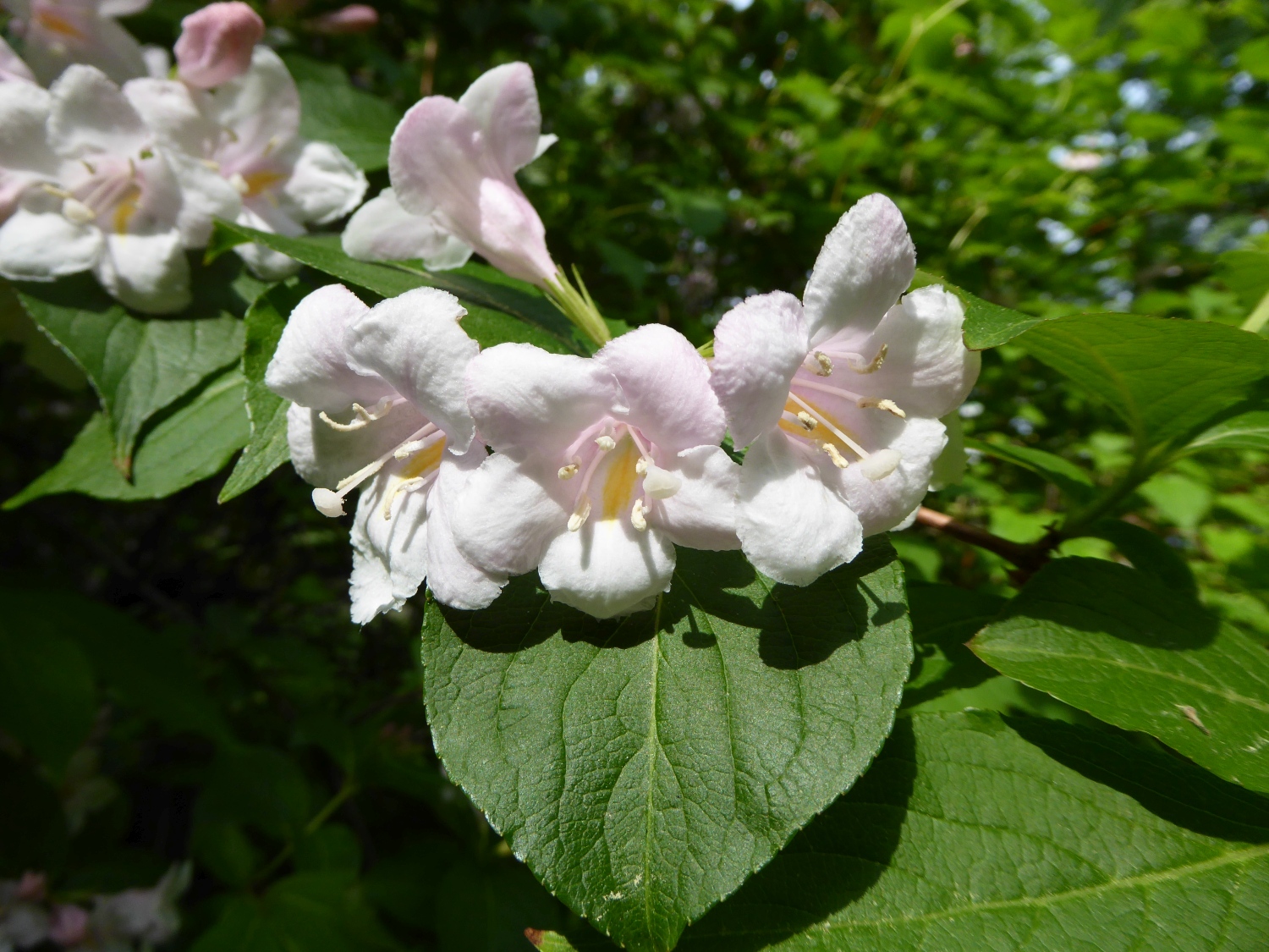 Weigela florida - Dresden-Pillnitz - Mai 2016