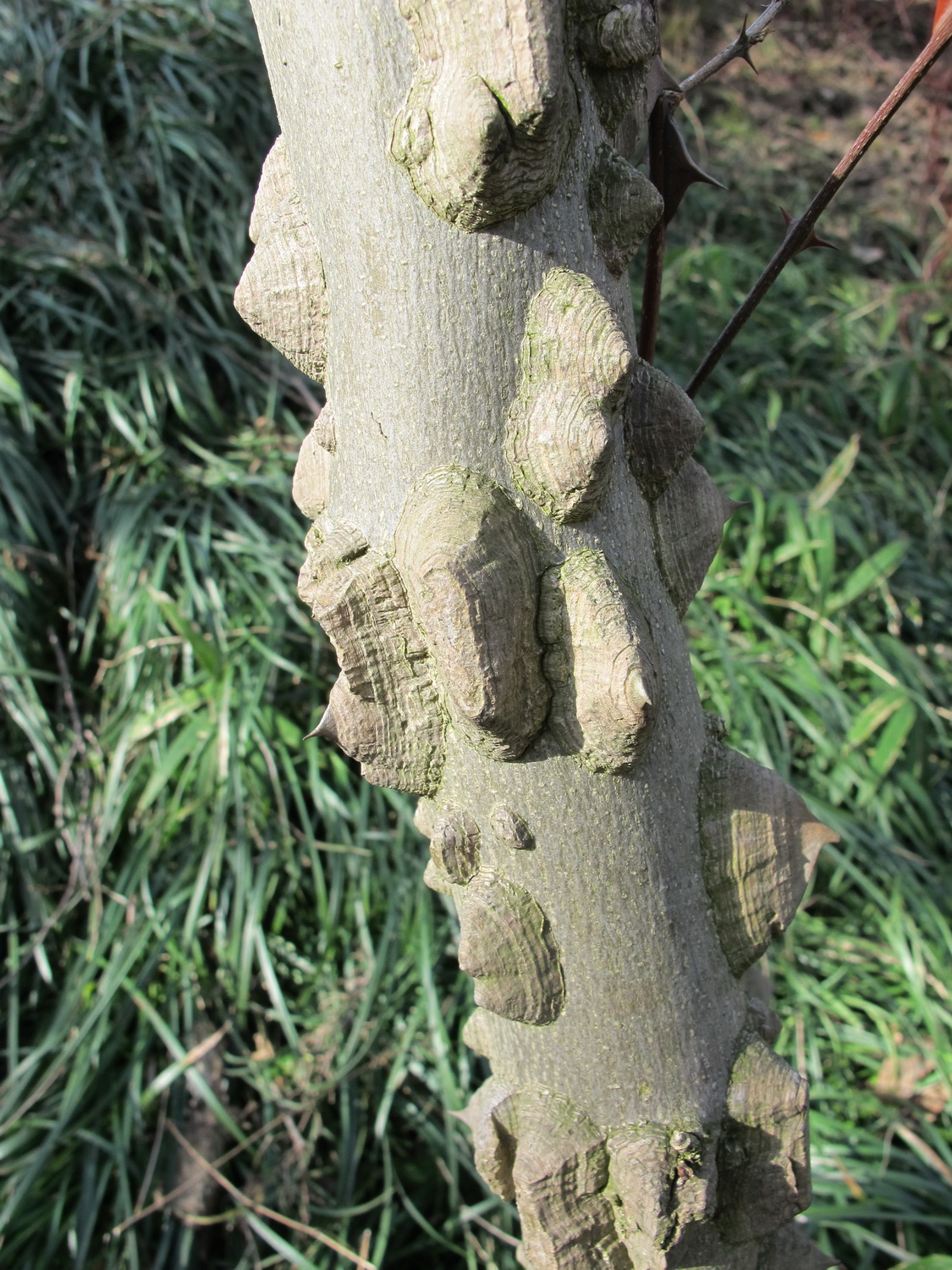 Zanthoxylum simulans - Dresden Botanischer Garten - März 2013